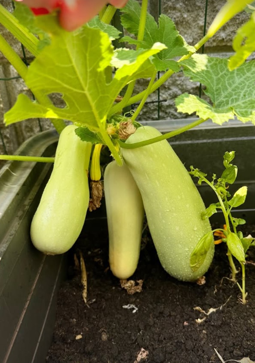 Bašta Sonje Lazetić