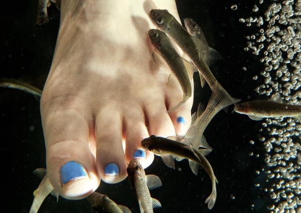 The First Fish Spa Therapy Opens In London