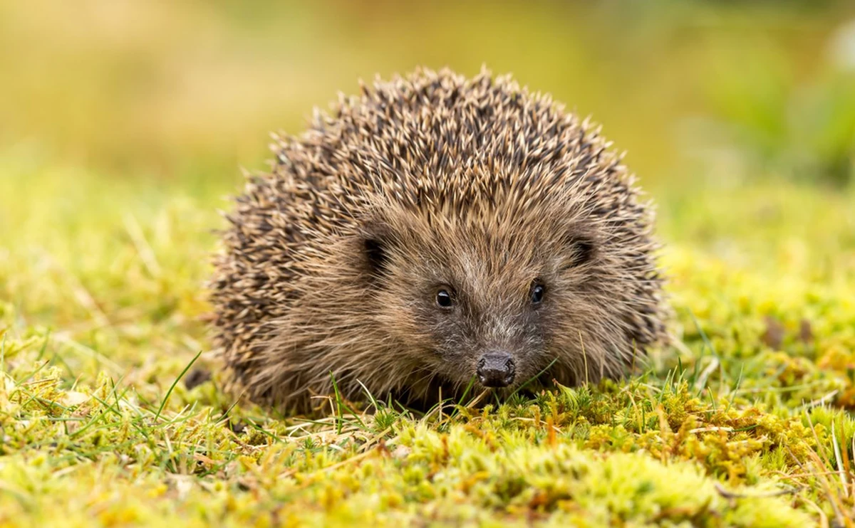 Co zrobić, gdy potrącisz jeża? Czy to przestępstwo? Czy za to grozi mandat?