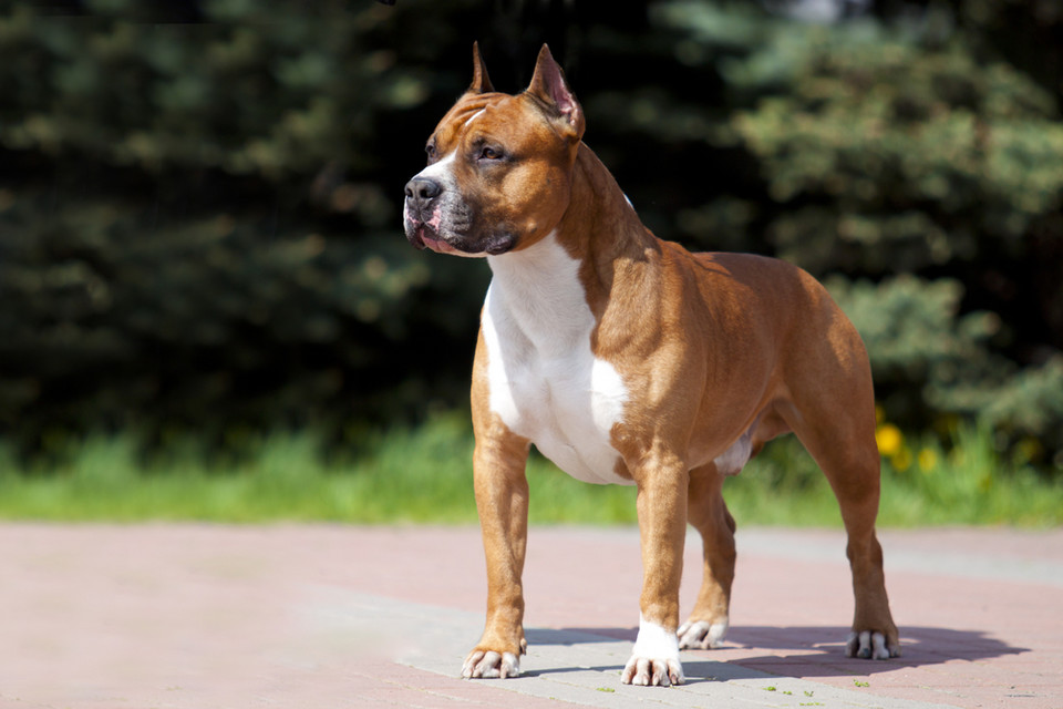 American Staffordshire Terrier 