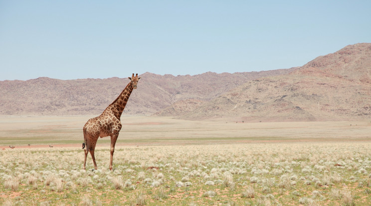 Videón, ahogy zsiráf kerget meg egy turistacsoportot /Fotó: Pexels