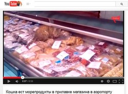 Głodny kot włamał się do sklepu. Zjadł towar za blisko 4 tys. złotych [WIDEO]