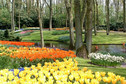 Galeria Holandia - Wiosna zaczyna się w Keukenhof, obrazek 2