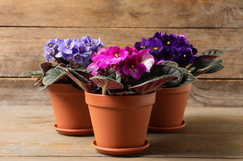 Beautiful,Potted,Violets,On,Wooden,Table.,Plants,For,House,Decor