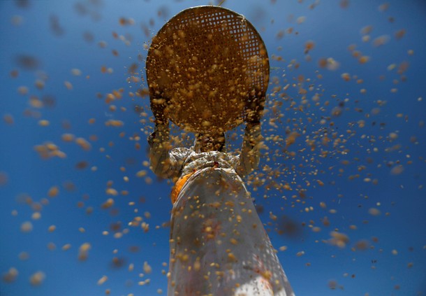 A farmer harvests rice on a field at Khokana in Lalitpur