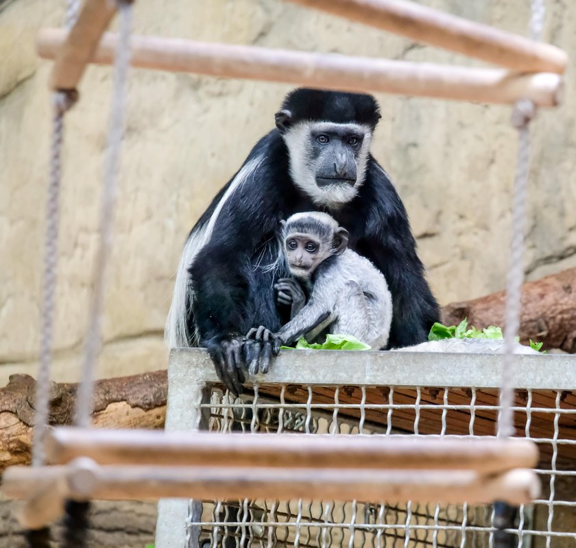 Biała gereza przyszła na świat w chorzowskim zoo