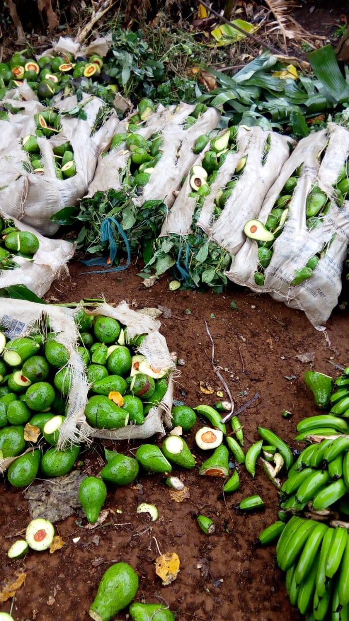 Kirinyaga Man destroys Ksh 200K farm produce because wife wanted to work on Father's Day
