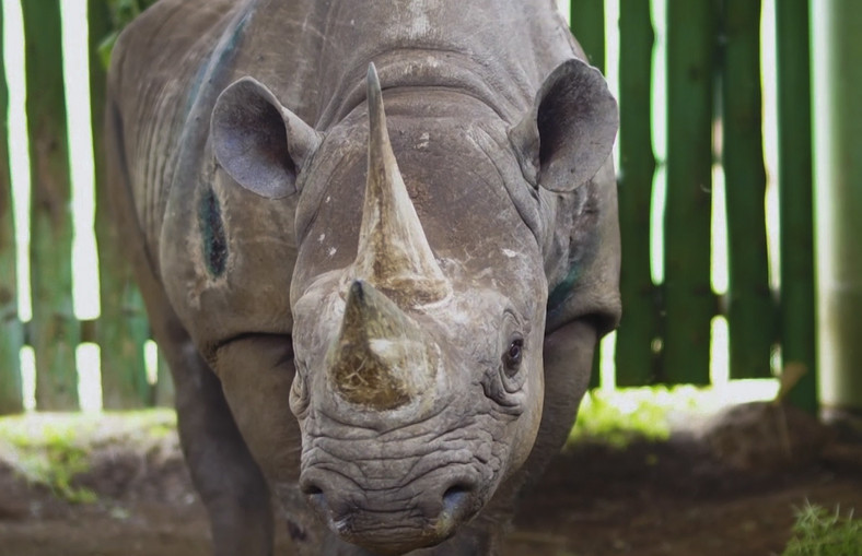 Najstarszy na świecie nosorożec czarny zmarł w Tanzanii