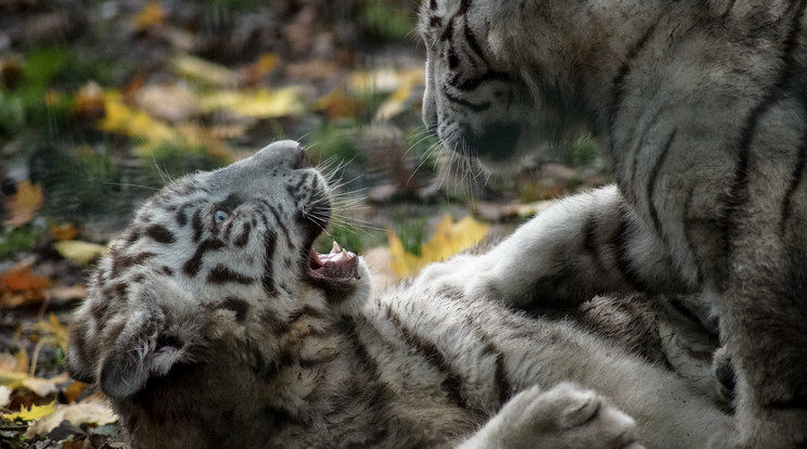 Koronavírus miatt pusztulhatott el két tigriskölyök Pakisztánban / Fotó: Pixabay