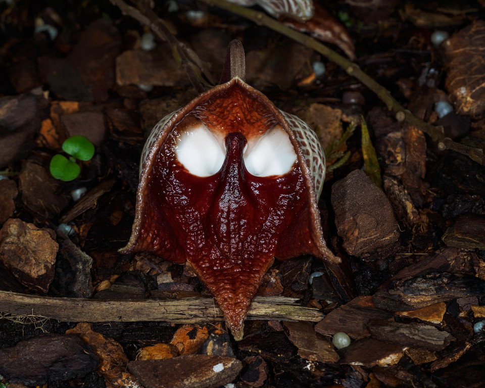 Roślina Dartha Vadera (Aristolochia Salvadorensis) 