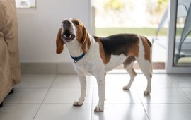 kochasz-psy-oto-bardzo-trudny-quiz-o-czworonogach-1010-to-powod-do-dumy