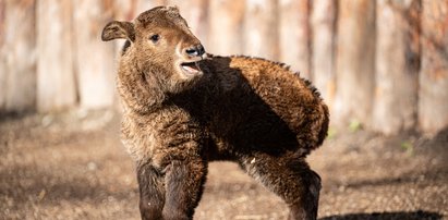 Niezwykłe narodziny we wrocławskim zoo! Na świat przyszedł takin złoty. "Krzyżówka kozy, antylopy i niedźwiedzia" [ZDJĘCIA]