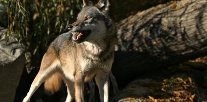 Groza. Wilki atakują na północy Polski!