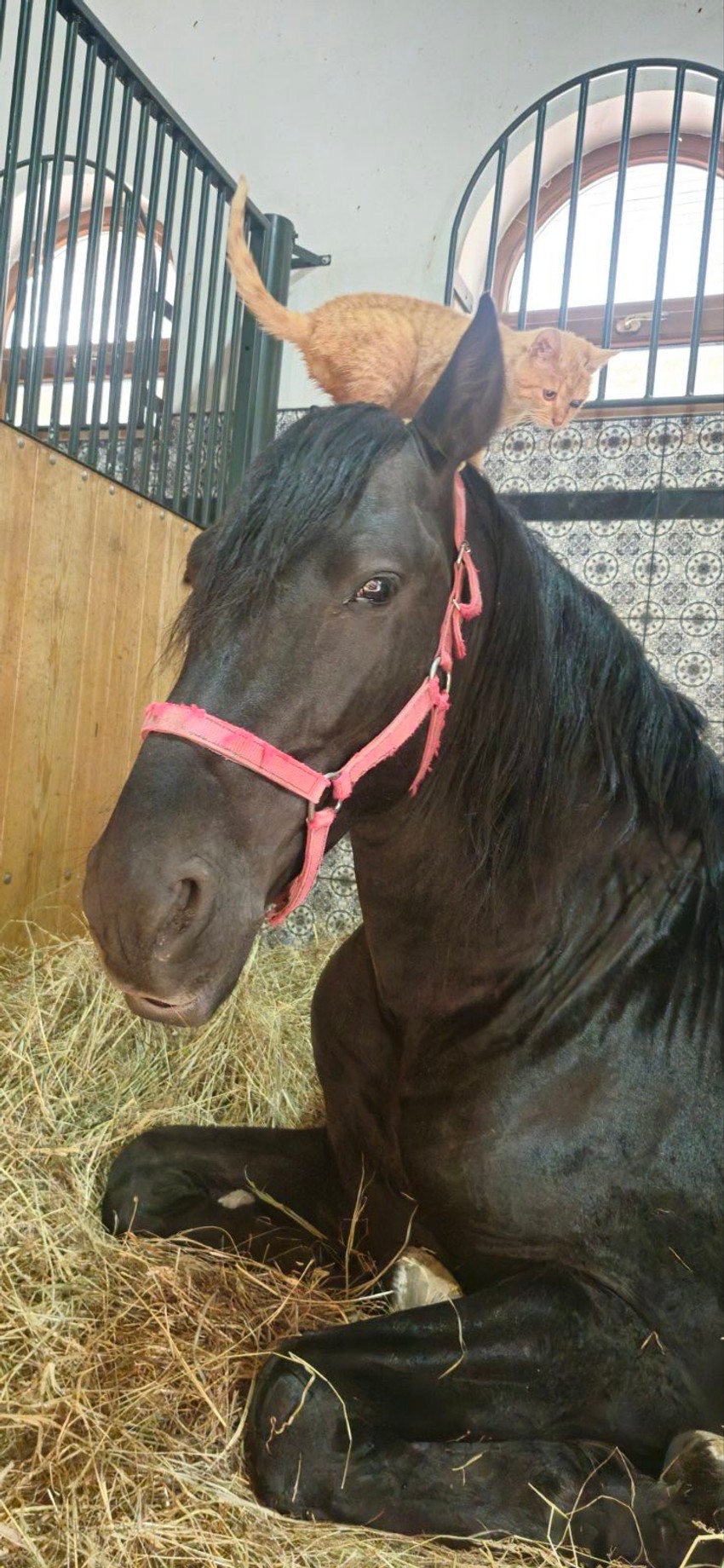 Prijateljstvo mačke i konja sa ergele u Subotici