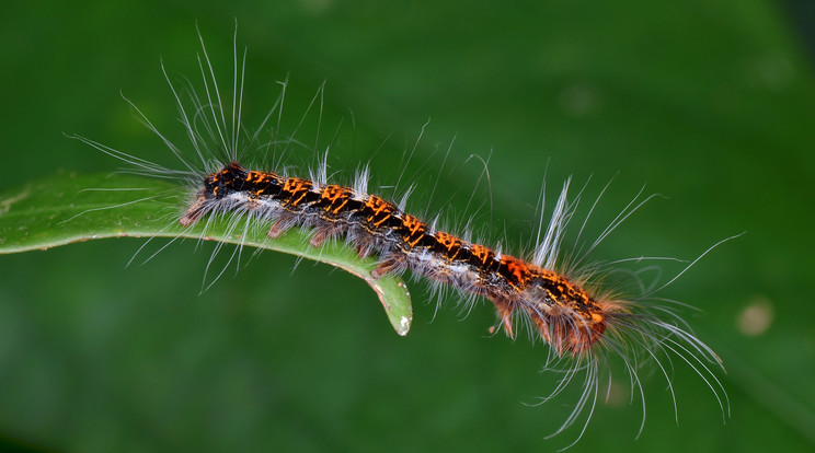 A hernyója még kártékonyabb,dézsmálja a növényeket /Fotó: Shutterstock