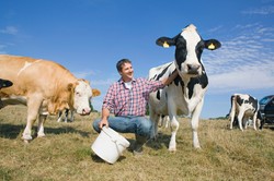 Polska produkuje coraz więcej mleka, jaj i drobiu. Rośnie wydajność krów mlecznych i kur niosek. Jest jednak jeden sygnał alarmowy.