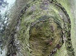 To Matka Boska czy zjawisko przyrodnicze?