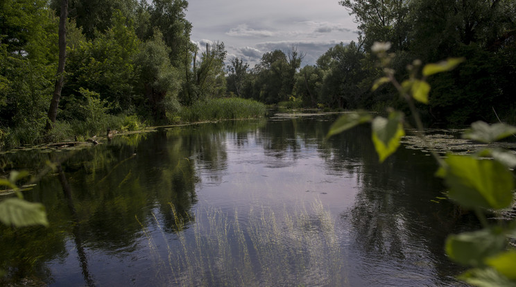 Elkapták a  a Mosoni-Duna holtágának orvhorgászát / Illusztráció: MTI / Kallos Bea