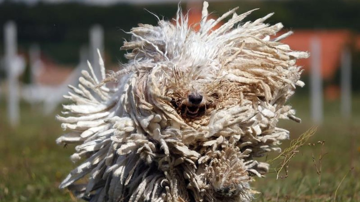 Komondor - węgierska rasa psów pasterskich.  