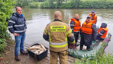 Śnięte ryby znów w Odrze, spływają od Czech. Wojewoda zwołał sztab kryzysowy