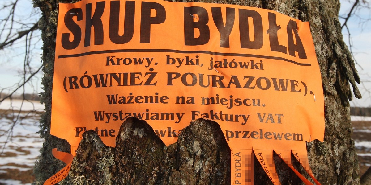 Skup bydła