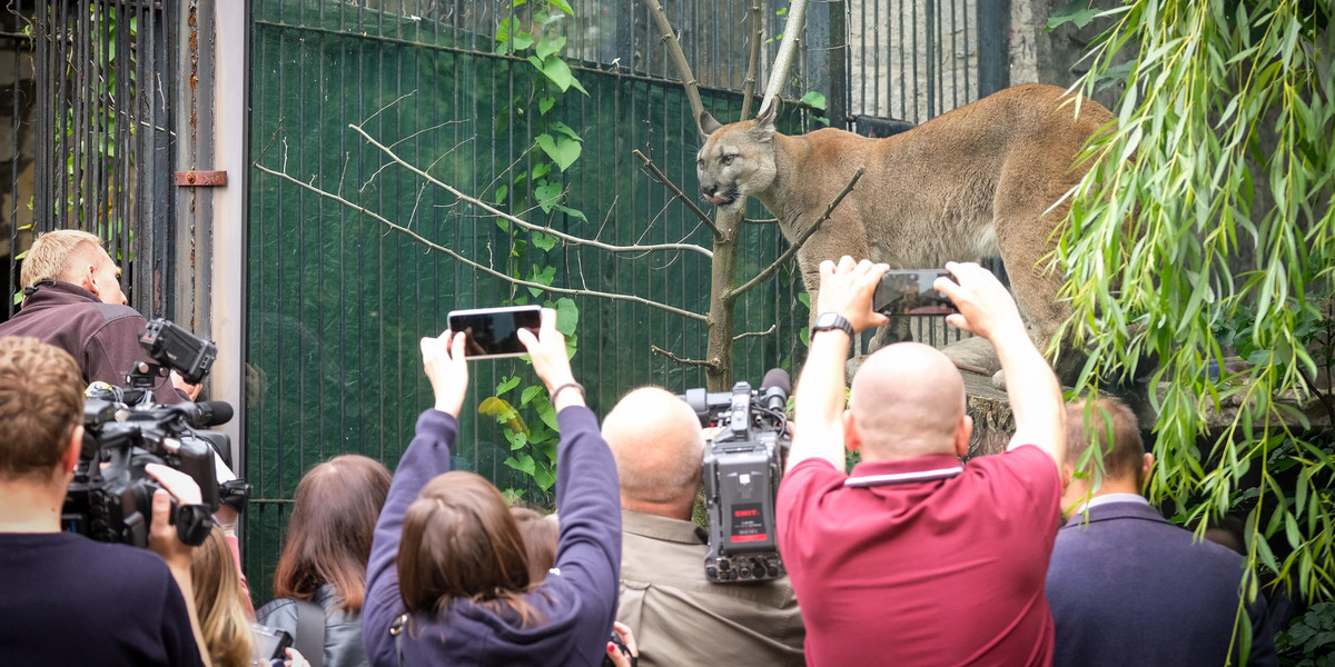 Tłumy w zoo