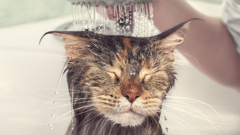 Czy można kąpać kota? - Visual Content/stock.adobe.com