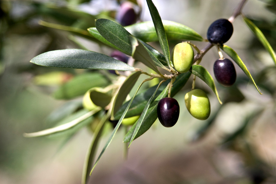 Liście oliwne – na zmęczenie i nie tylko