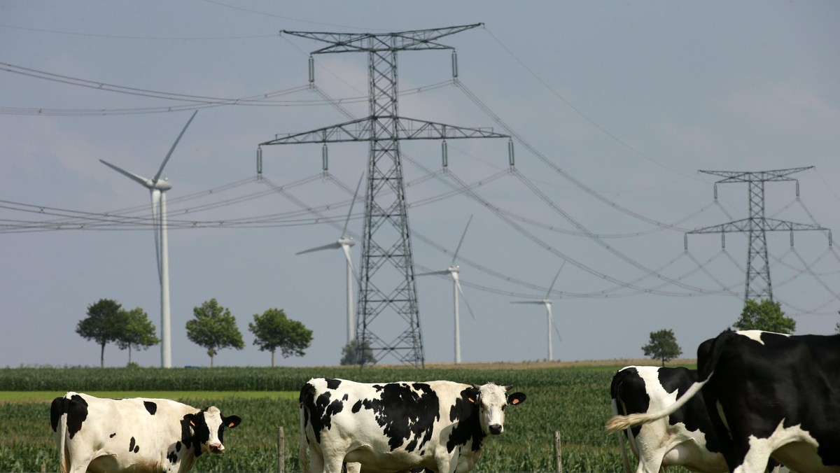 Kuba jest zainteresowana importem produktów mleczarskich z Polski. Obecnie inspektorzy z Kuby sprawdzają wybrane zakłady mleczarskie - poinformował  wiceszef Inspekcji Weterynaryjnej Jarosław Naze.