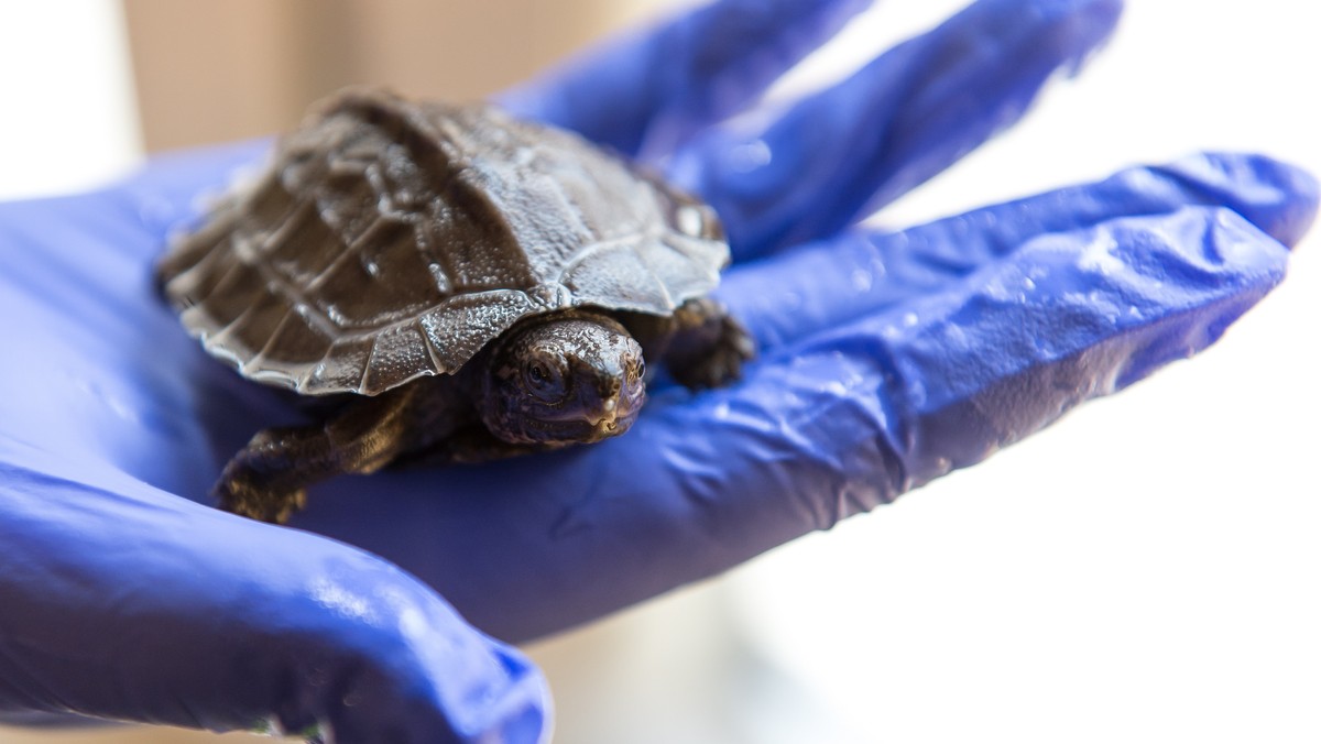 Wyklucie żółwi to wielkie wydarzenie ponieważ gatunek ten jest skrajnie zagrożony. To dopiero trzecie zarejestrowane wyklucie się tych gadów w hodowlach ogrodów zoologicznych na świecie.