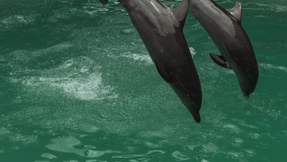Mészárszék: több száz delfint esett áldozatul egy ősi tradíciónak