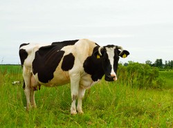 Ubój rytualny ponownie trafi do Trybunału Konstytucyjnego