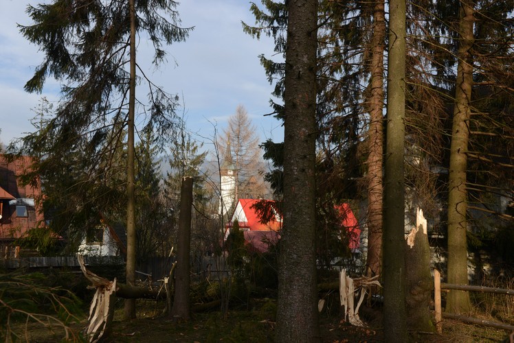 Skutki wichury w okolicach Zakopanego