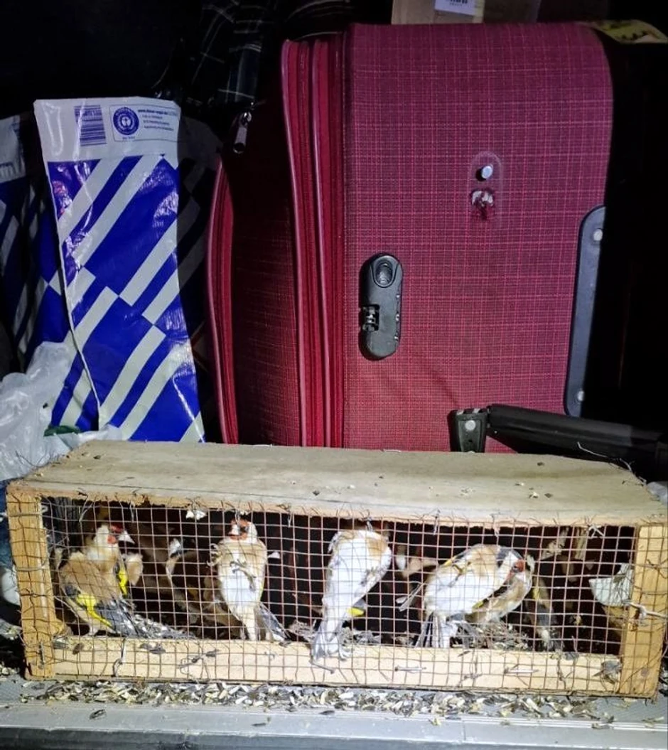 Švercovane ptice pevačice u autobusu