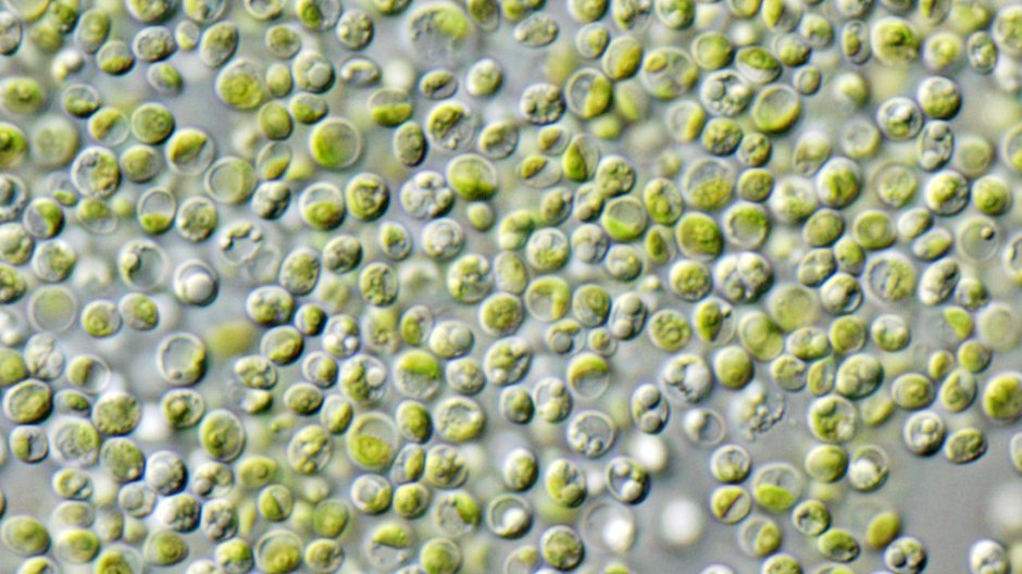 Chlorella vulgaris 