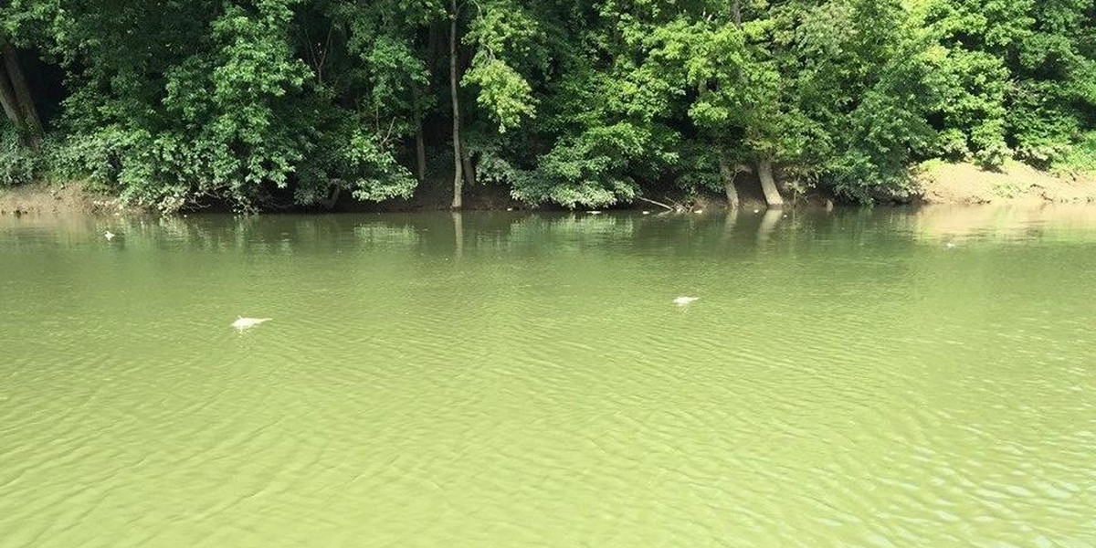 Dead fish are seen floating in the waters of the Kentucky River, following the Jim Beam bourbon warehouse fire, in Woodford County, Kentucky, U.S. in this photo taken July 5, 2019 obtained via social media
