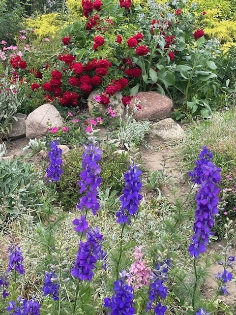 Piękne, niewymagające kwiaty do ogrodu - wieloletnie i długo kwitnące