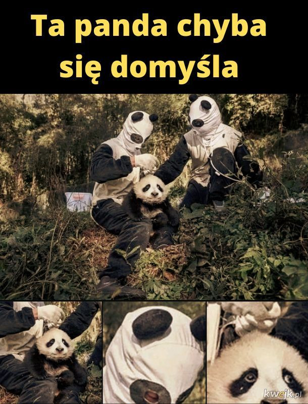 Najlepsze memy o pandach