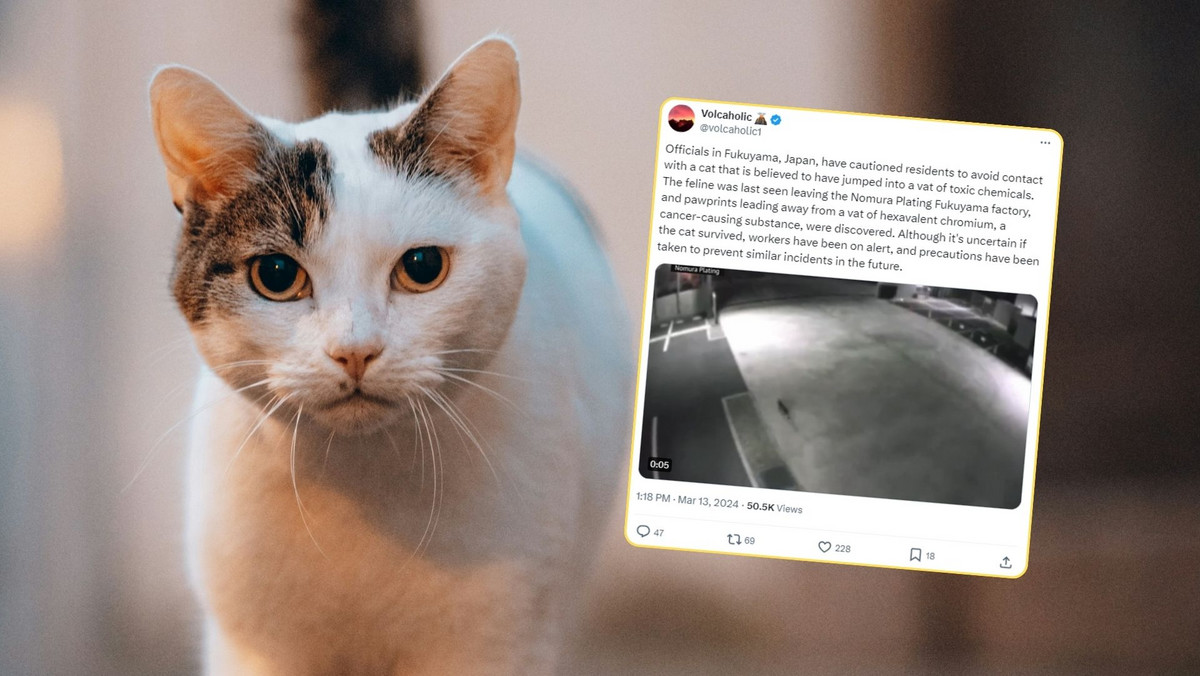 Japonia: kot "wykąpał się" w zbiorniku z rakotwórczą substancją i uciekł. Władze ostrzegają