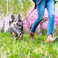 Szívférgesség kutyáknál: évekig lappangó betegség, ami tragikus véget érhet