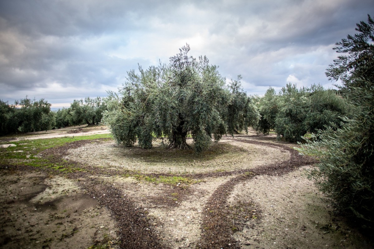 Drzewa oliwne, Hiszpania