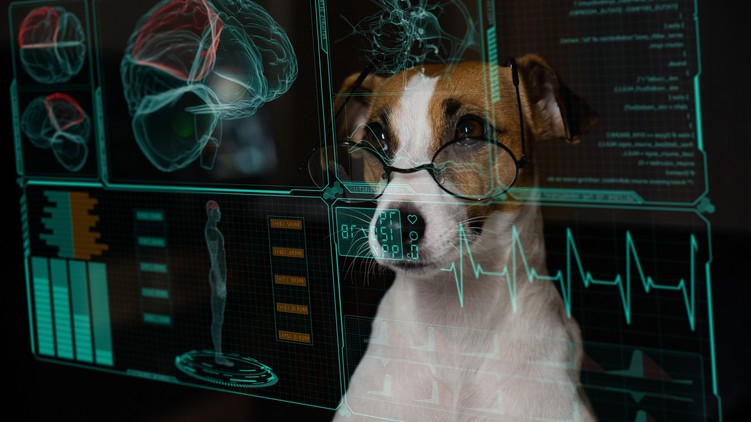 kutya agy kutatás kogníció g faktor öregedés intelligencia
