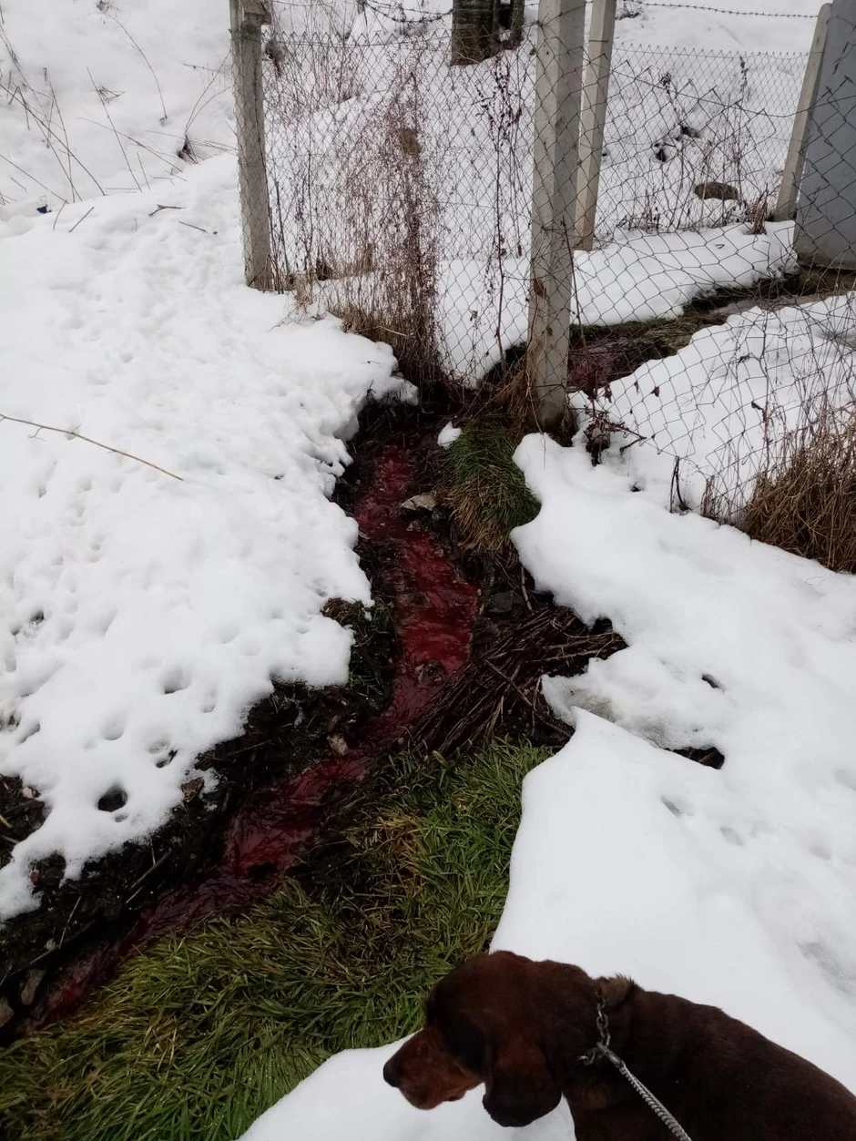 Sablasan prizor: Klanični otpad se razlio naseljem i proneo neprijatne mirise