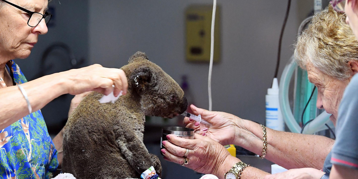 Australia. Kobieta uratowała koalę z płomieni