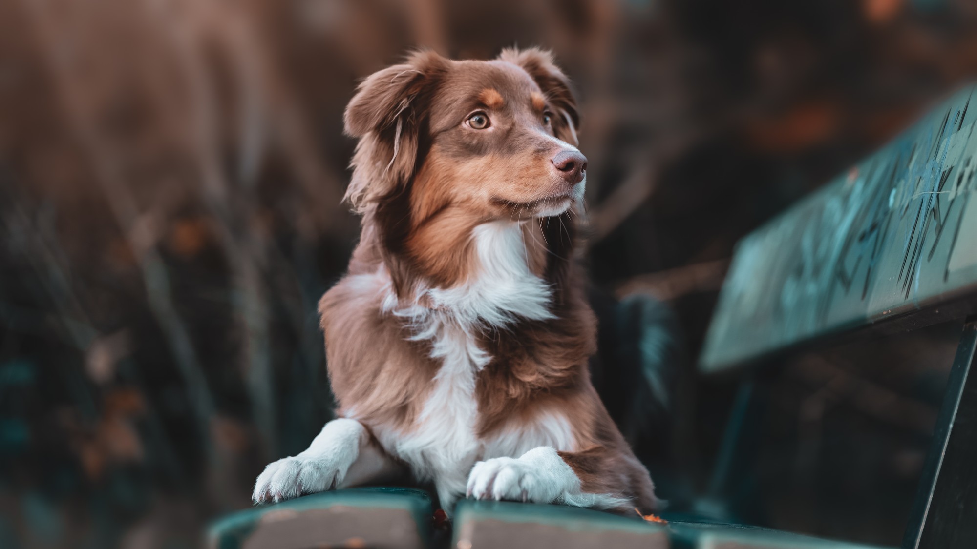 Tieto 4 špeciálne oleje zlepšia vášmu chlpáčovi trávenie aj schopnosť učiť sa povely.