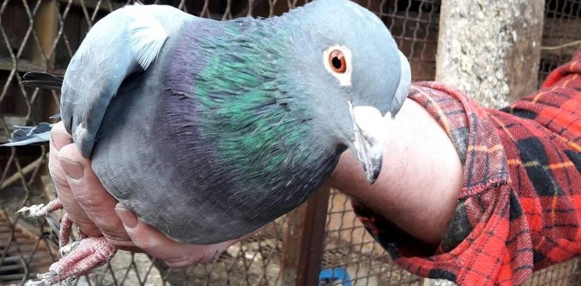 Ukradł ponad 170 gołębi! Nie zgadniesz, ile były warte