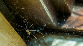 Pajęcza nić pod lupą naukowców. Nowe możliwości dla medycyny i technologii