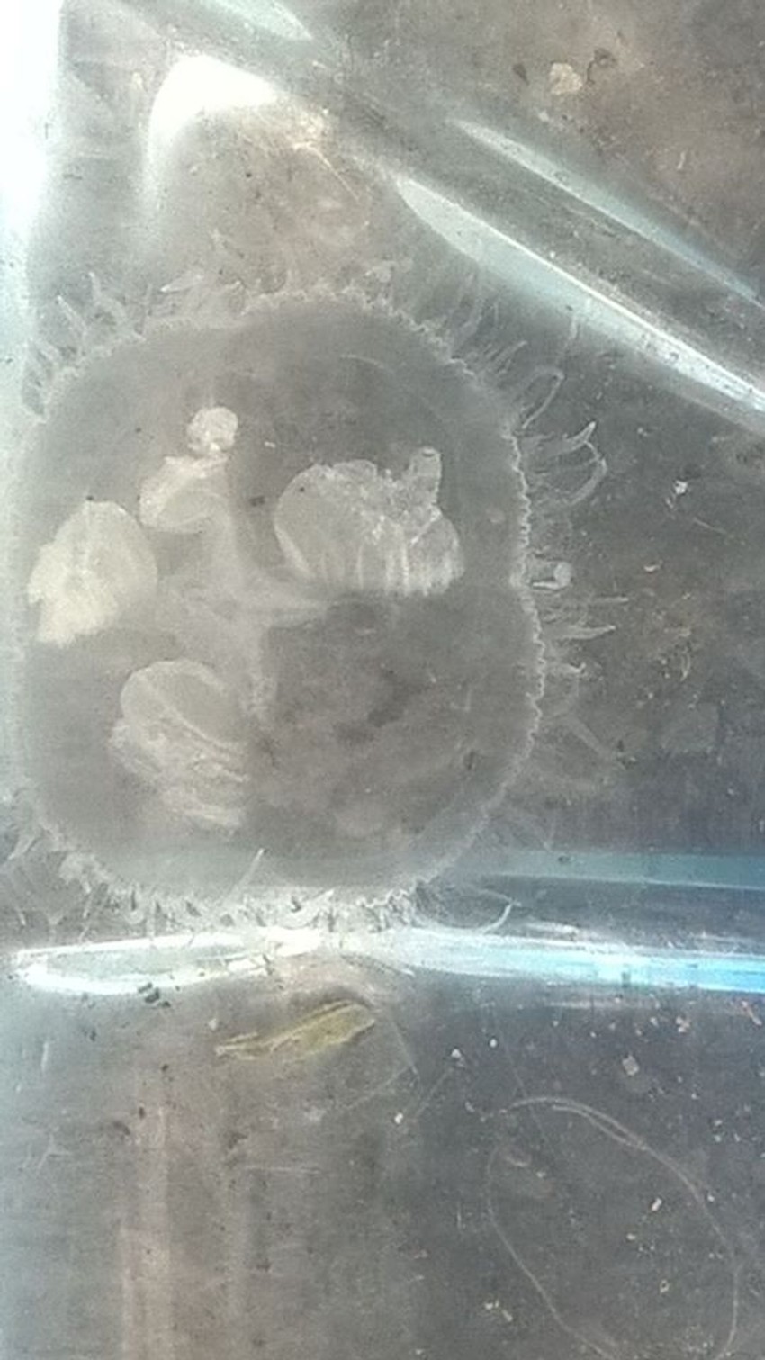 Kineska meduza uhvaćena u jezeru