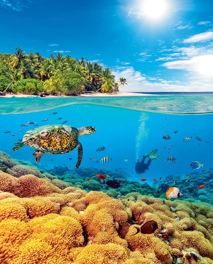 Underwater coral reef with scuba diver and turtle