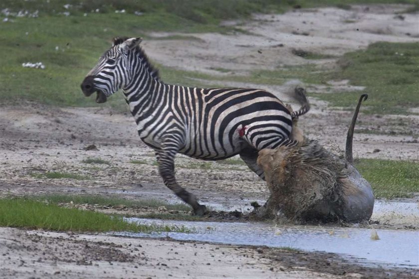 Brawo zebra! Lew dostał w pysk. FOTO